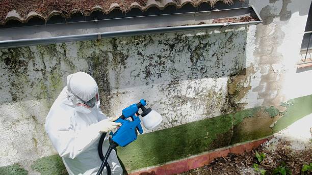 Trusted Black Mold Removal service in Munson, PA - Cheap Mold Removal